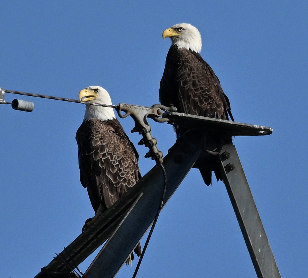 Bald Eagle - ML618862485