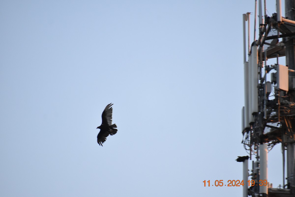 Black Vulture - Greg Krog