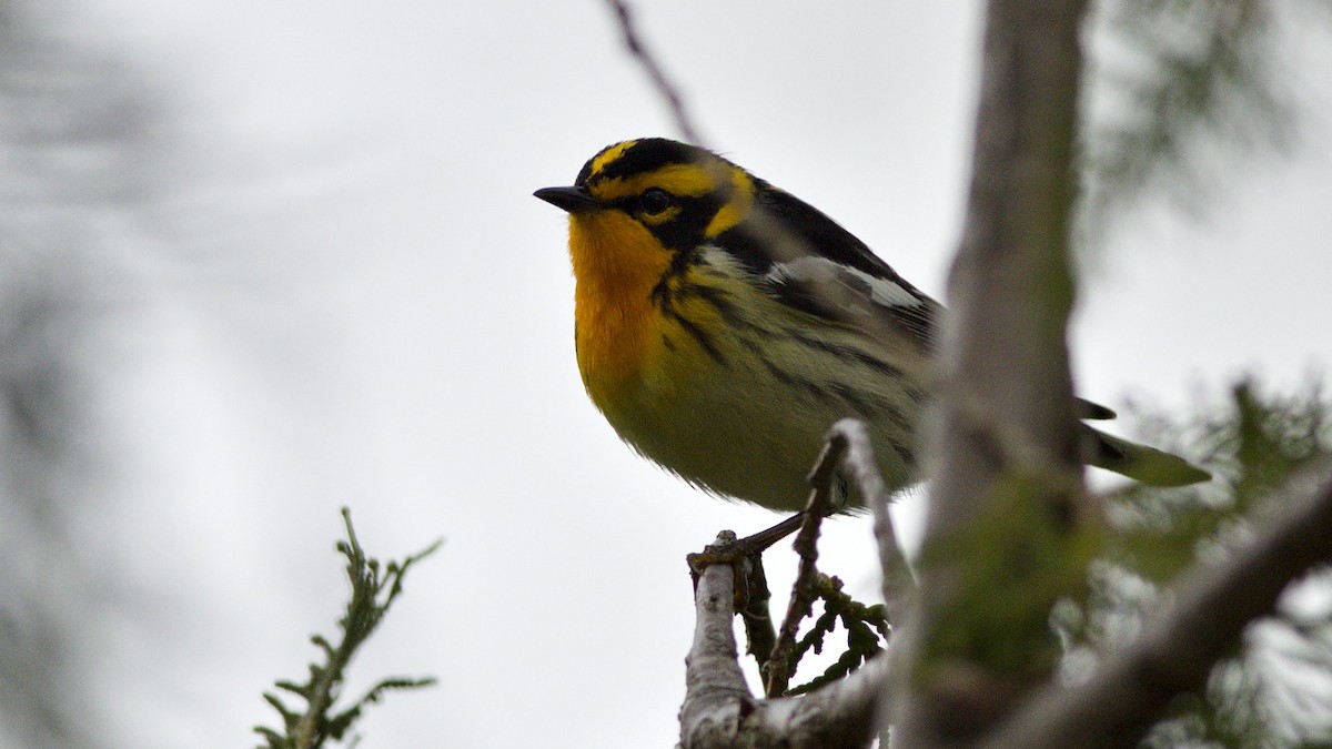 Blackburnian Warbler - Galya Dokshina