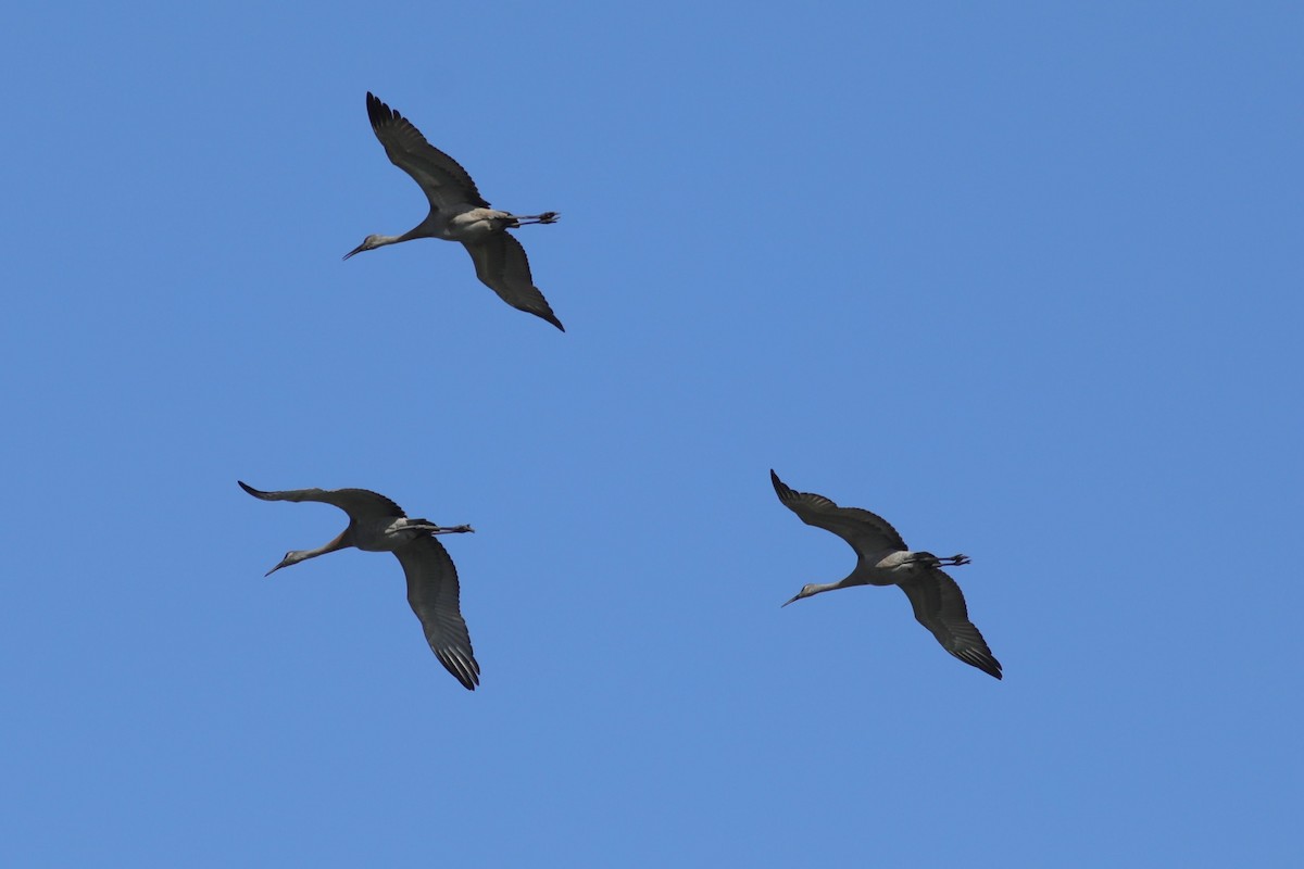 Sandhill Crane - Joshua Gant