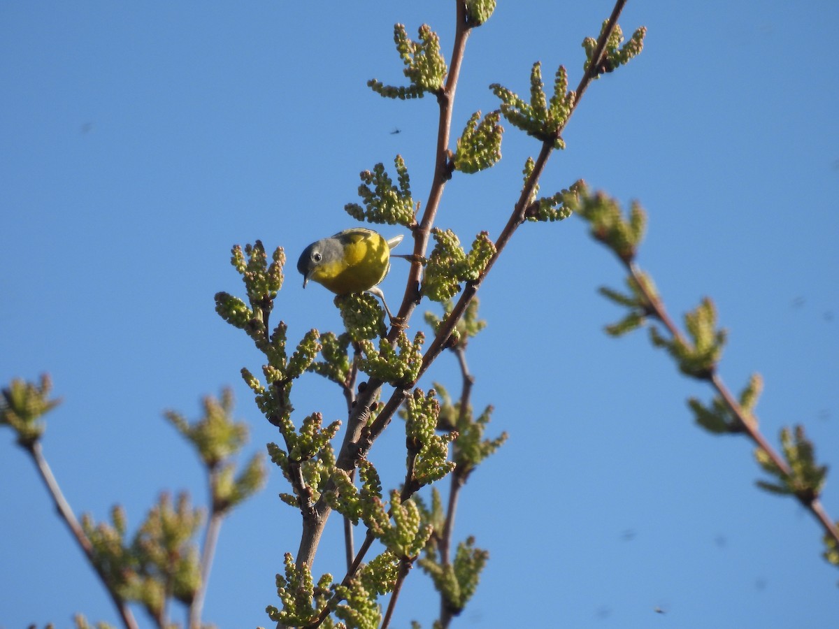 Nashville Warbler - Jay Solanki