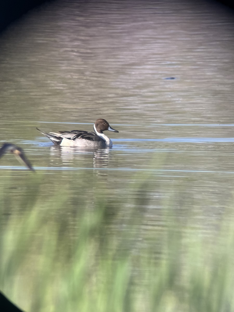 Northern Pintail - Jessica  Vance