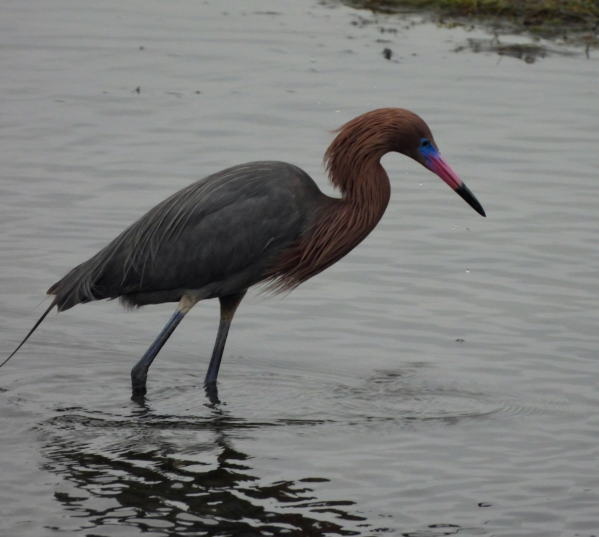 Reddish Egret - Michelle Haglund