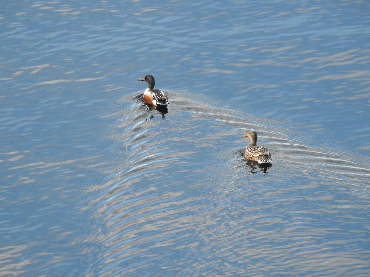 Northern Shoveler - Sachi Snively