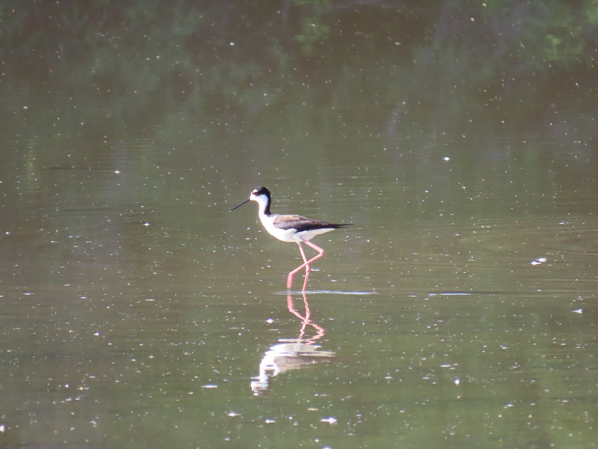 Black-necked Stilt - Laura Hasty