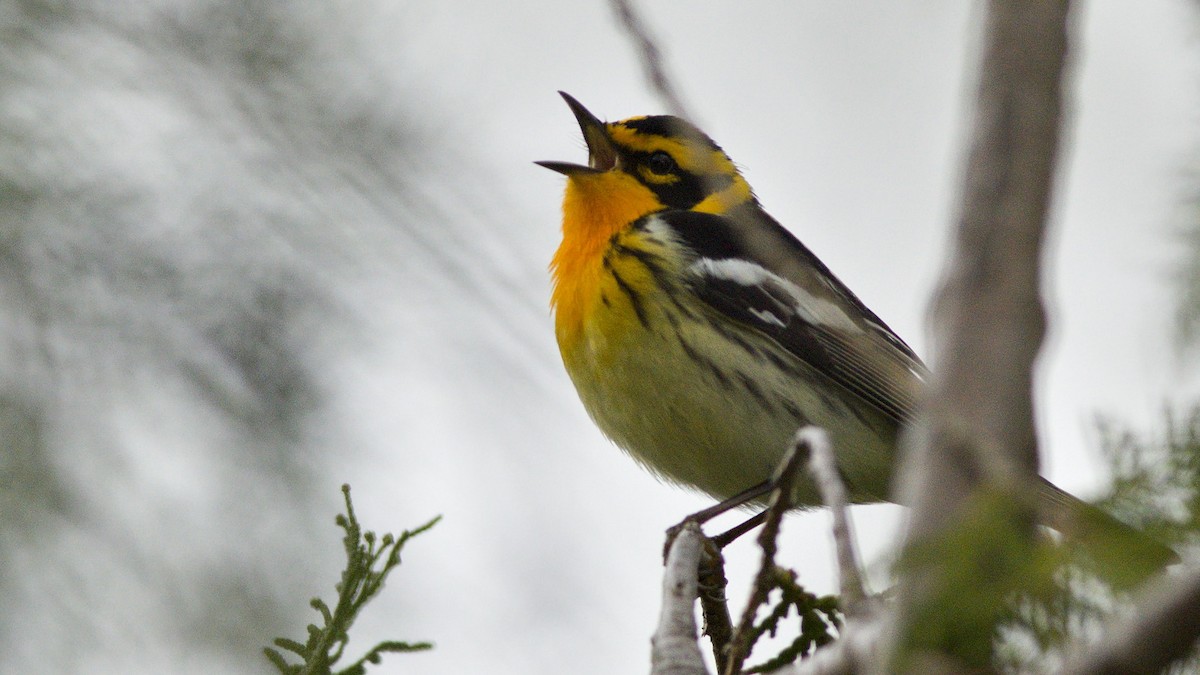 Blackburnian Warbler - Galya Dokshina