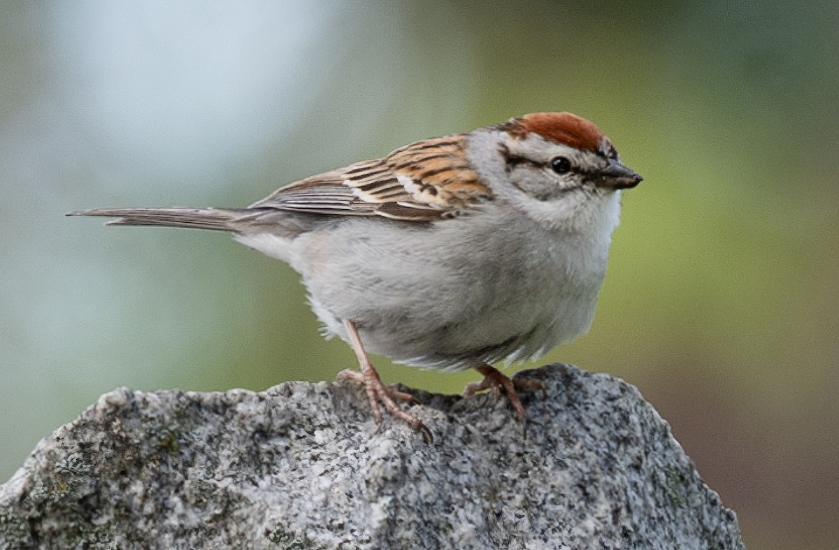 Chipping Sparrow - John Lampkin