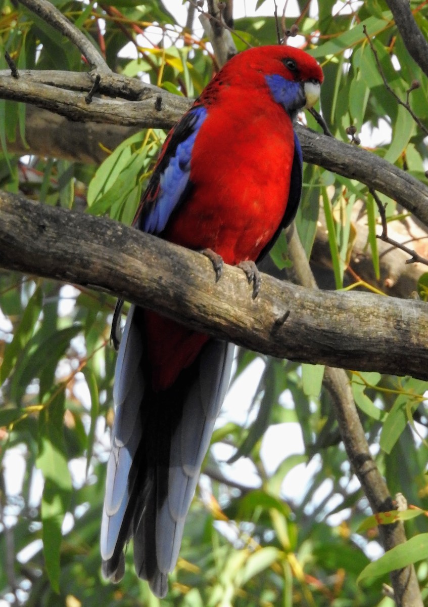 Crimson Rosella - Mark Tindale