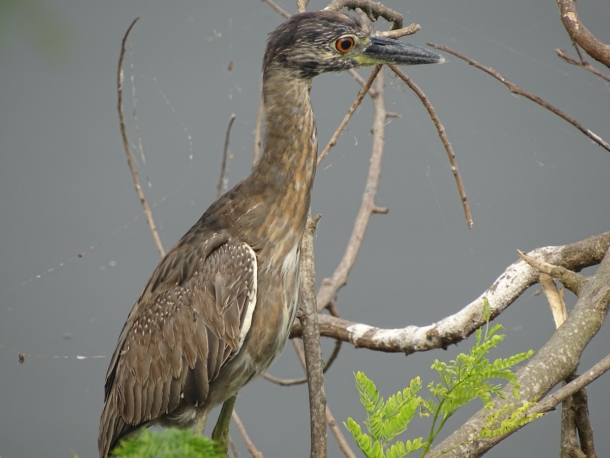 Yellow-crowned Night Heron - Baylor Cashen