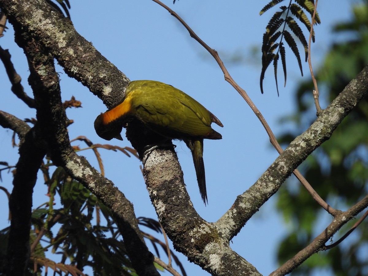 Greater Yellownape - Aparajita Datta