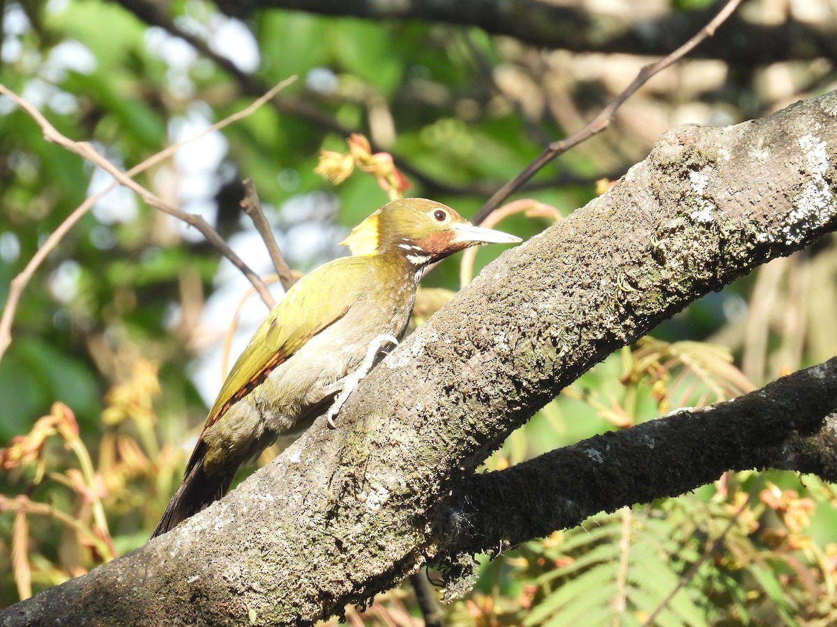 Greater Yellownape - Aparajita Datta