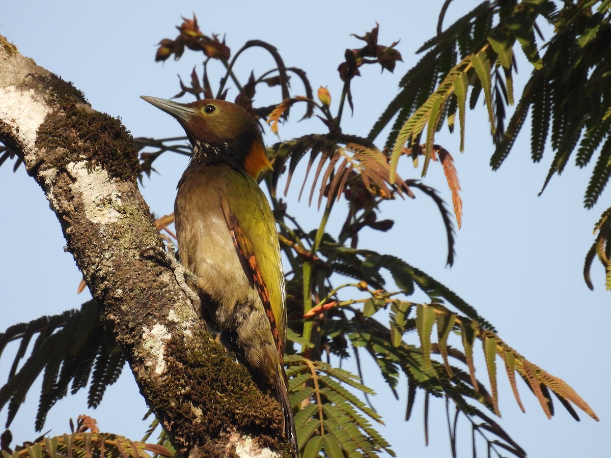 Greater Yellownape - Aparajita Datta