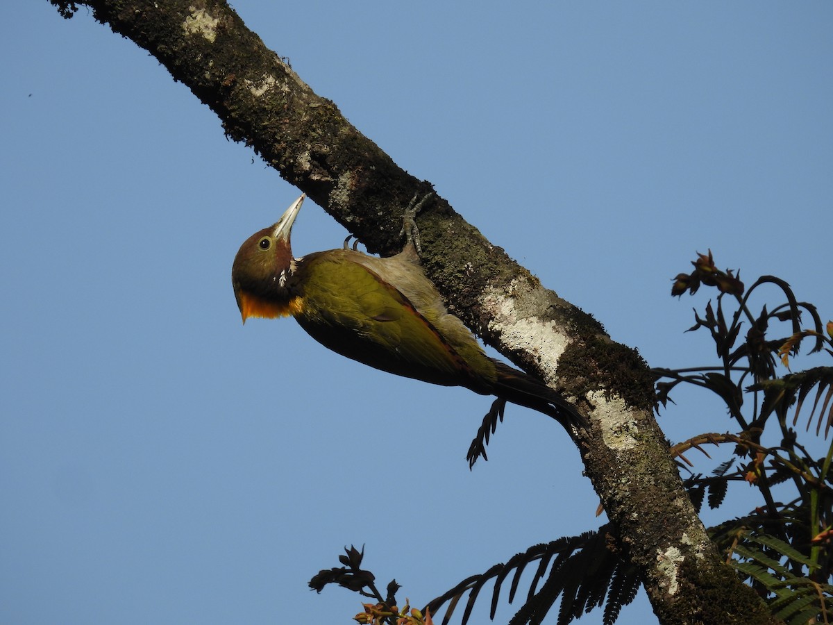 Greater Yellownape - Aparajita Datta