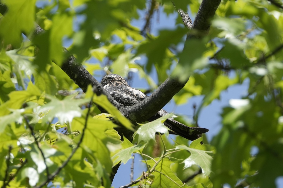 Common Nighthawk - Matt Myers