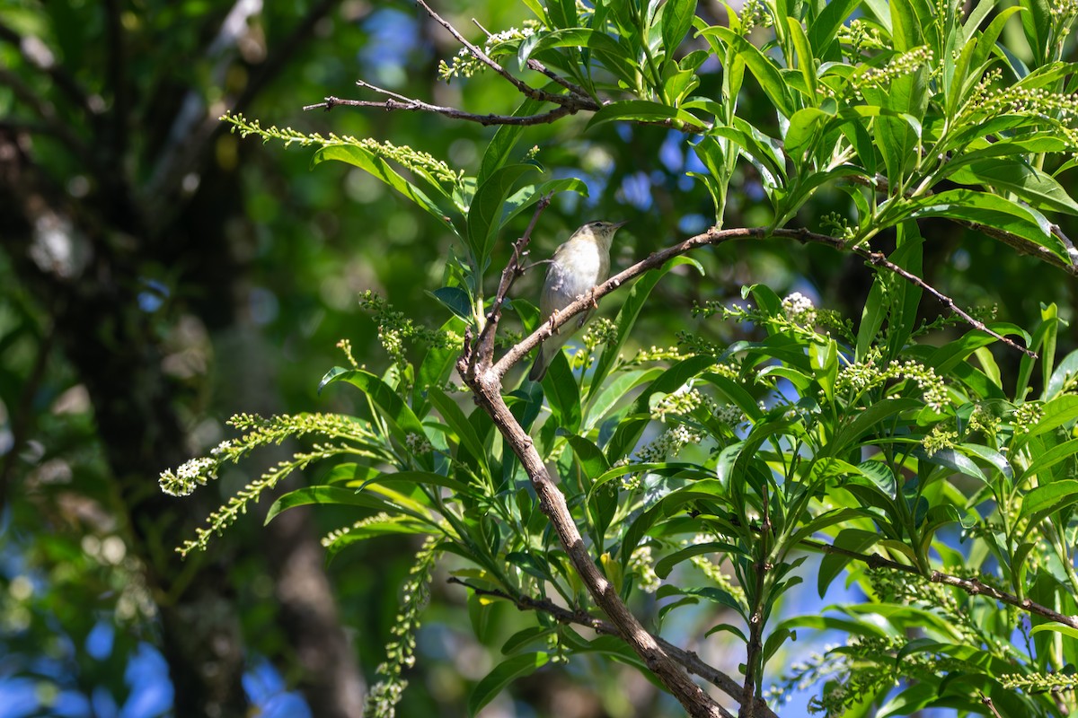 Tennessee Warbler - Matt Fischer