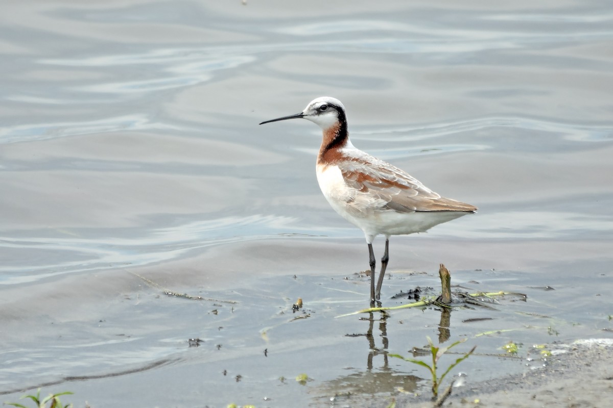 Wilson's Phalarope - Peter Weber 🦉