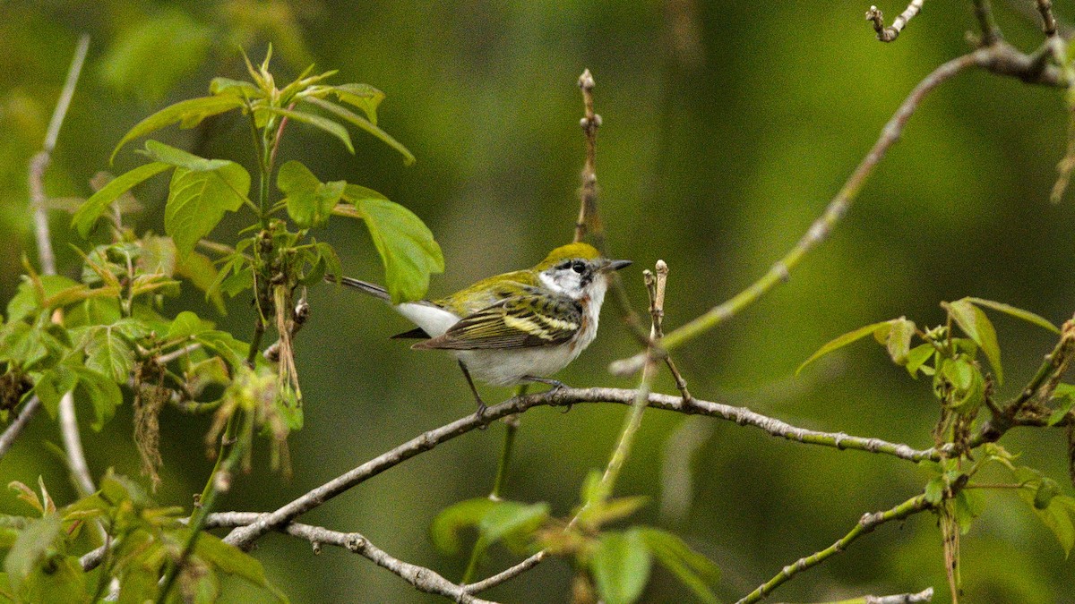 Chestnut-sided Warbler - Galya Dokshina