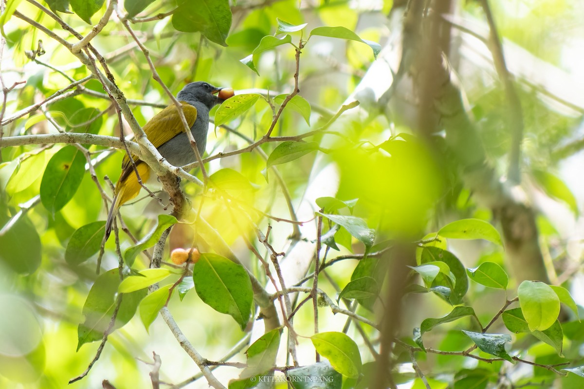 Gray-bellied Bulbul - ML618862612