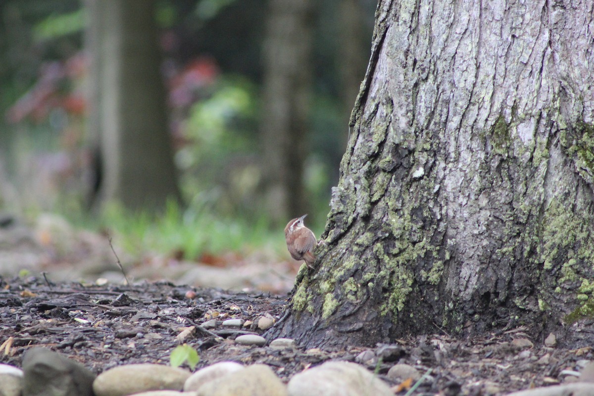 Carolina Wren - Nicholas Yarnall