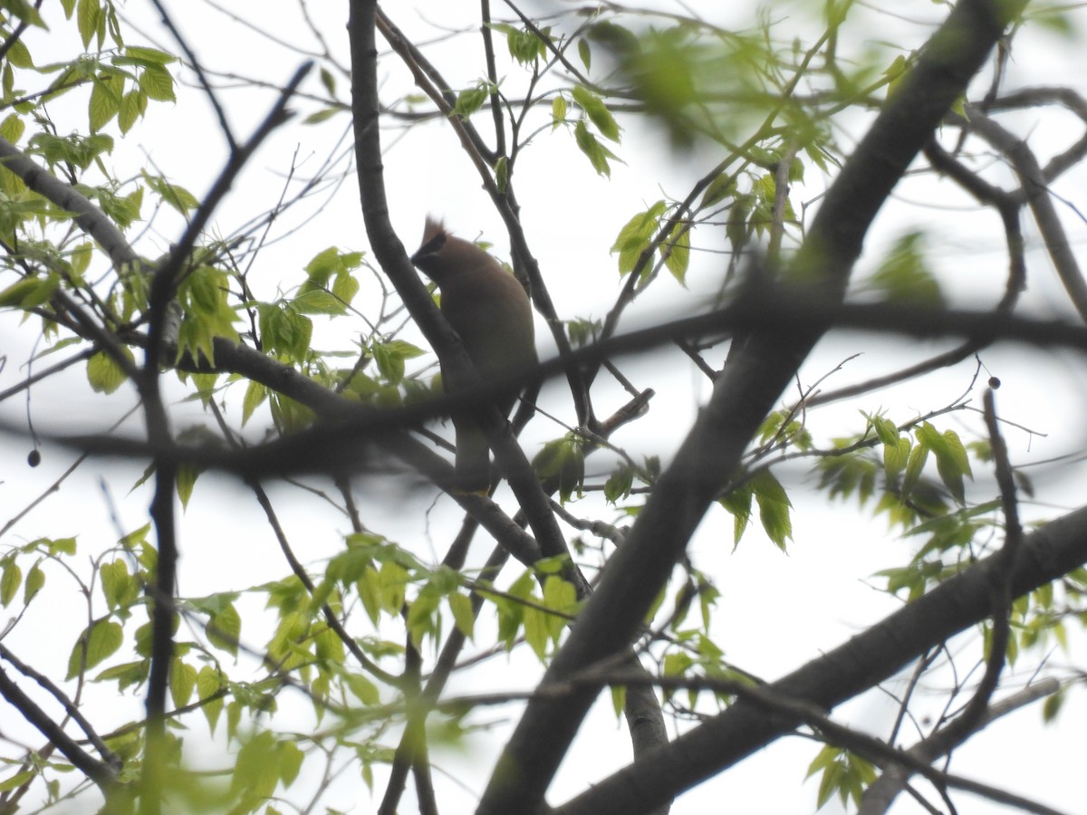 Cedar Waxwing - Jay Solanki