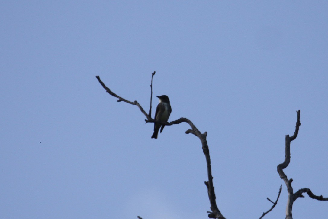 Olive-sided Flycatcher - Eli Weber