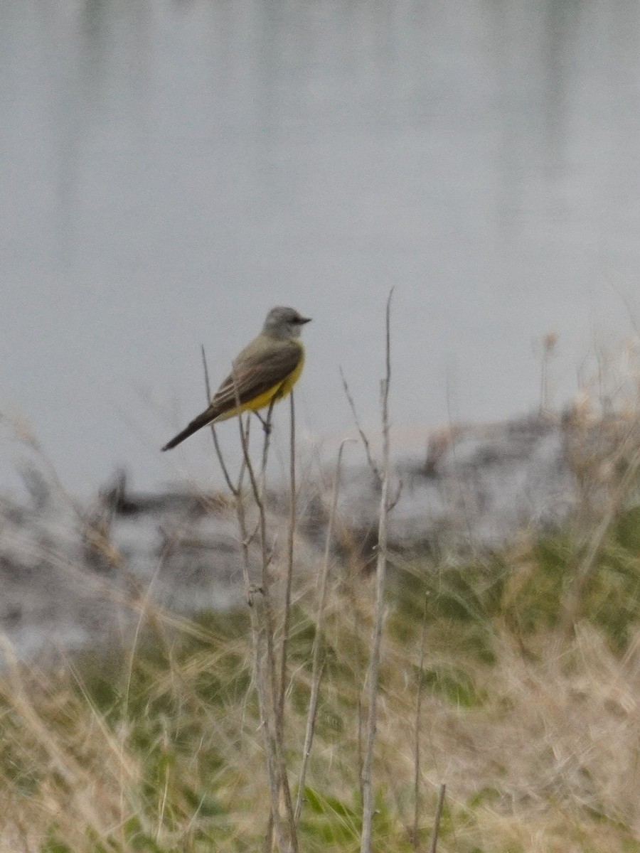 Western Kingbird - Kristy Dhaliwal