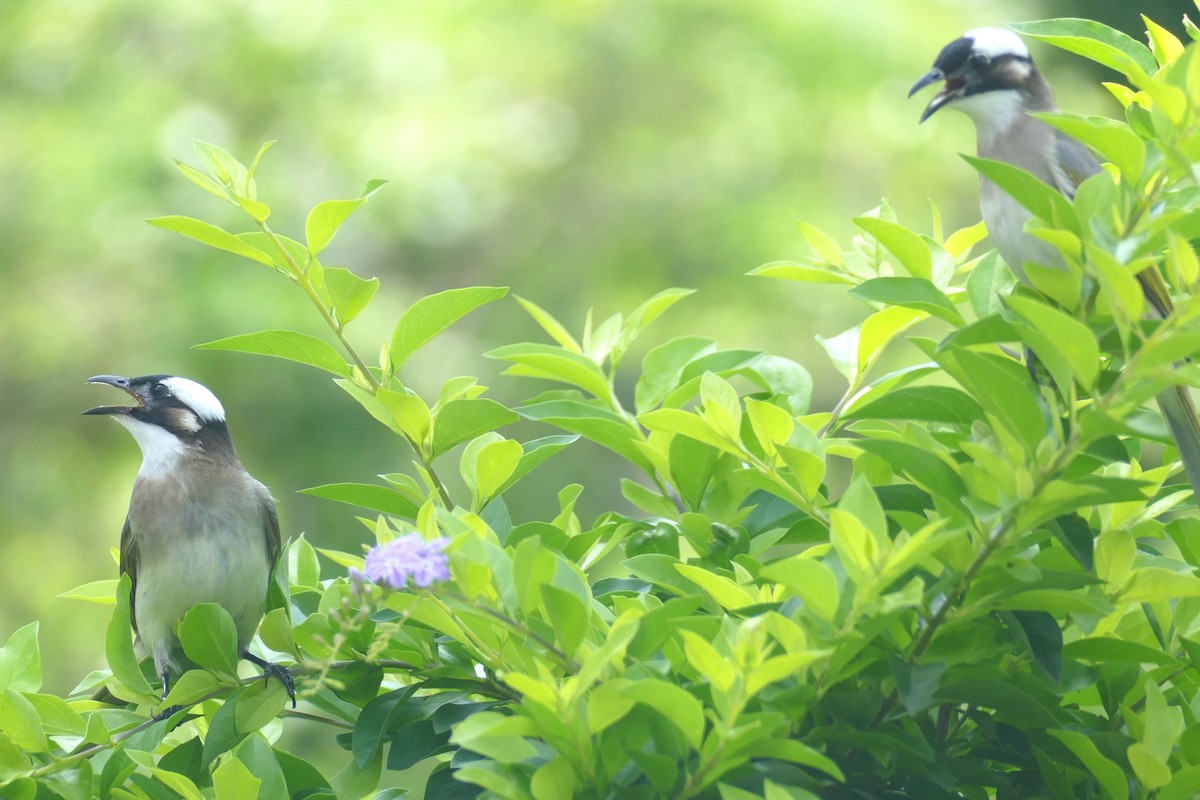 Light-vented Bulbul - Peter Kennedy