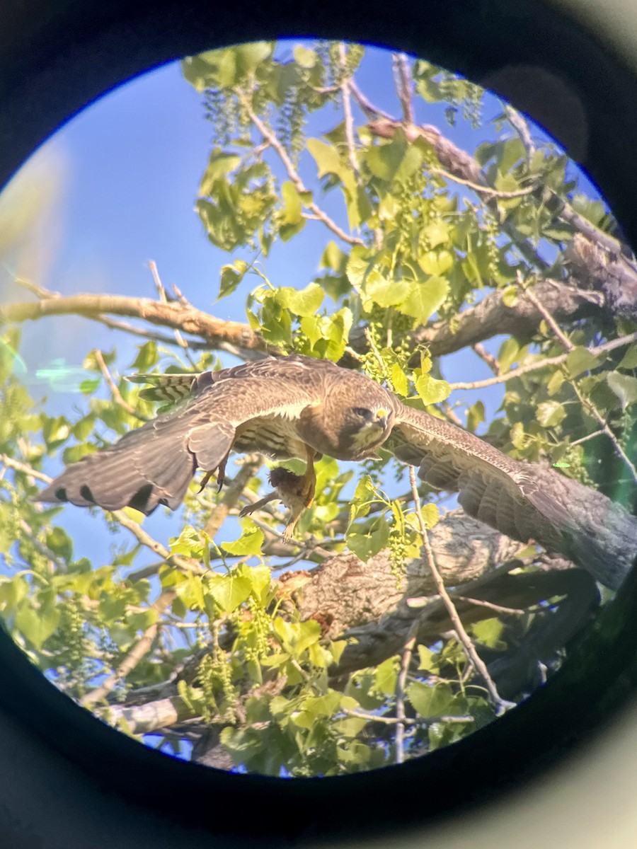 Swainson's Hawk - Jessica  Vance