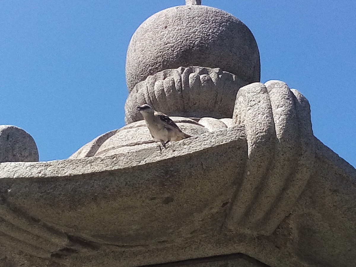 Chalk-browed Mockingbird - Julián Andrés Koroluk