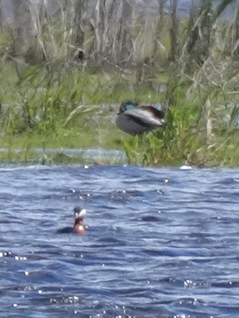 Red-necked Grebe - Chris Wills