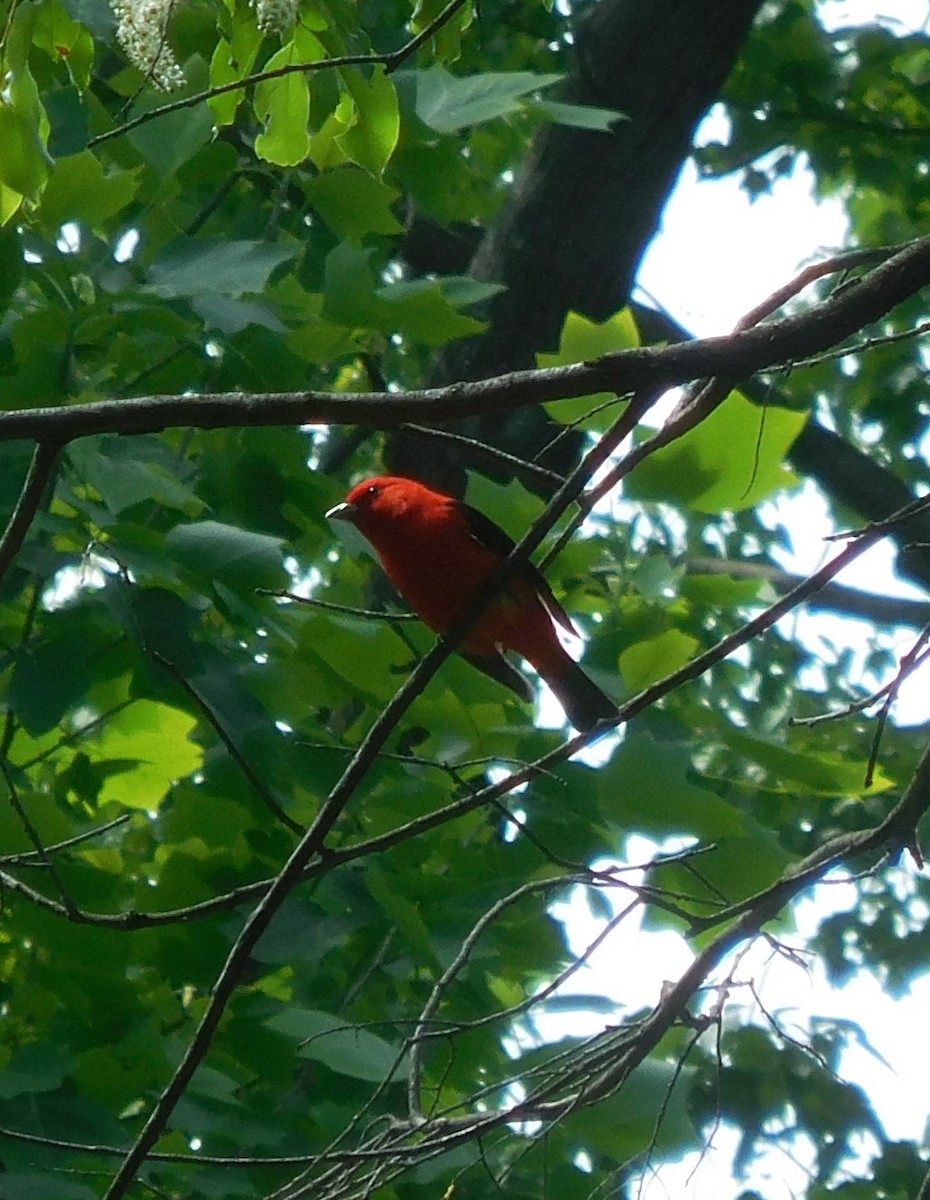 Scarlet Tanager - Brittanie McCormack