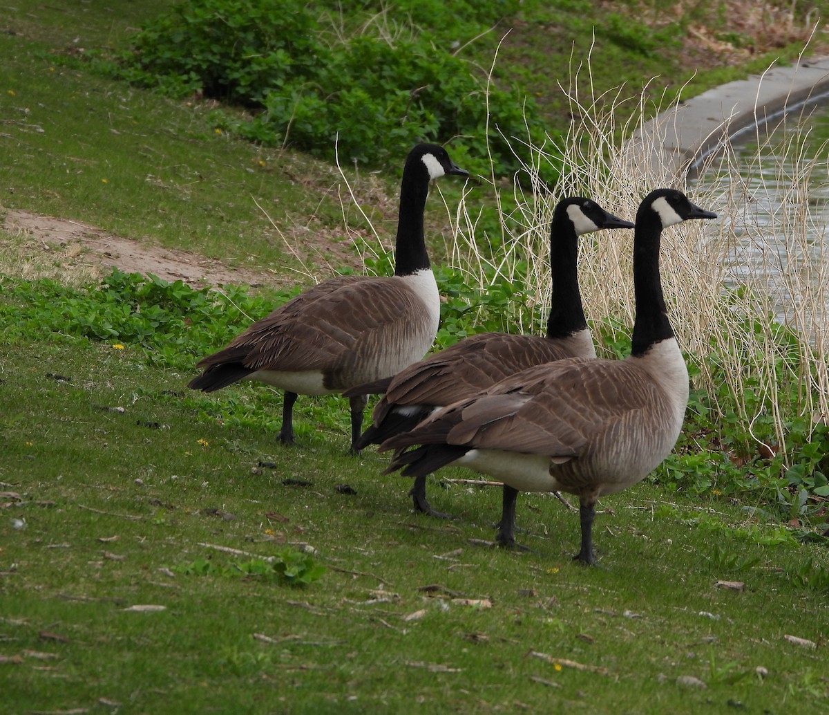 Canada Goose - Henrika McCoy