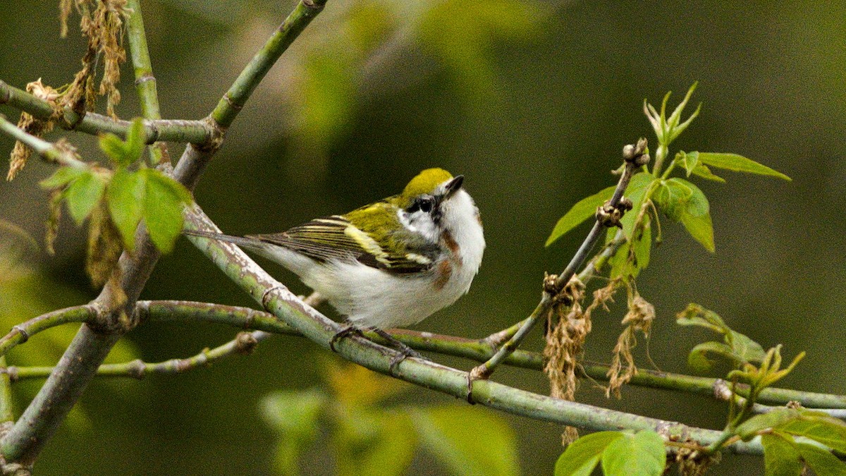 Chestnut-sided Warbler - Galya Dokshina