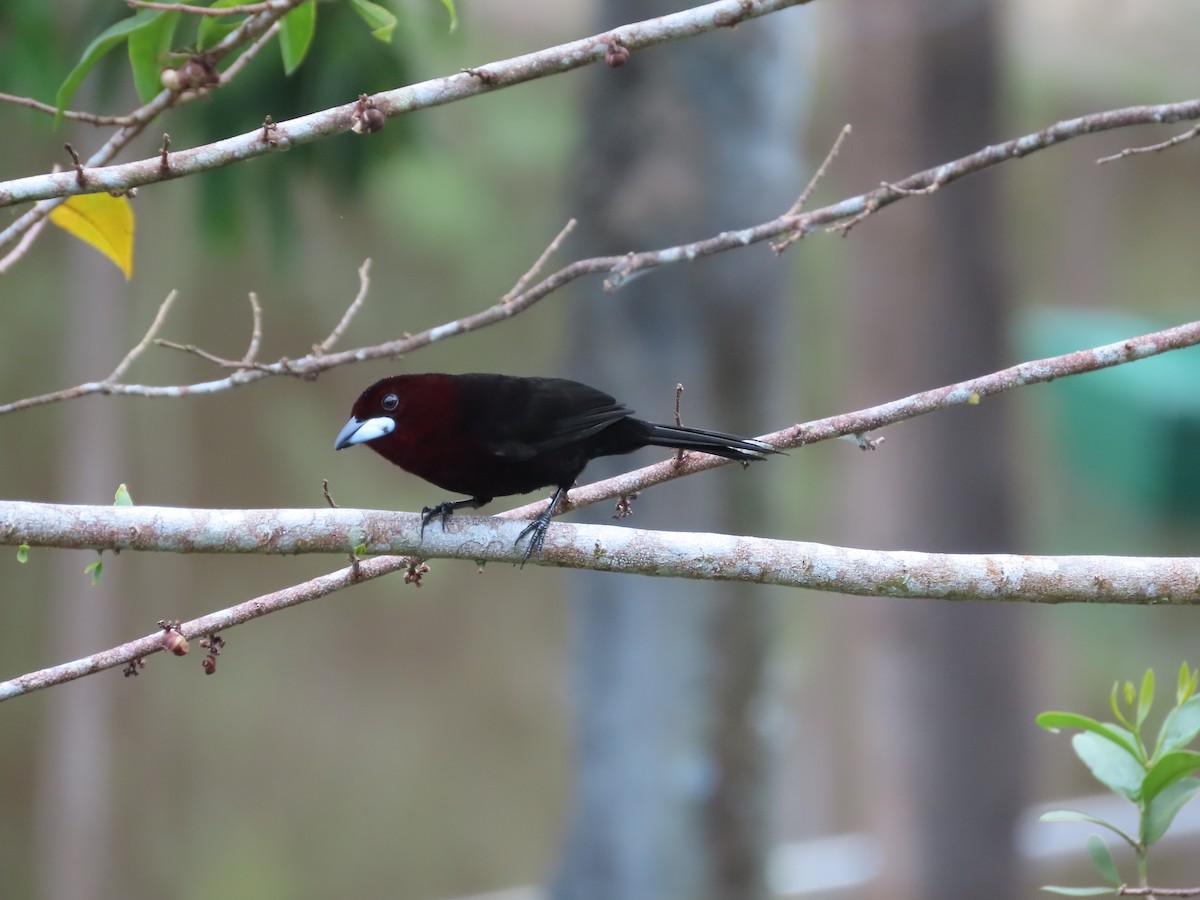 Silver-beaked Tanager - Juan walter Lomas pacaya