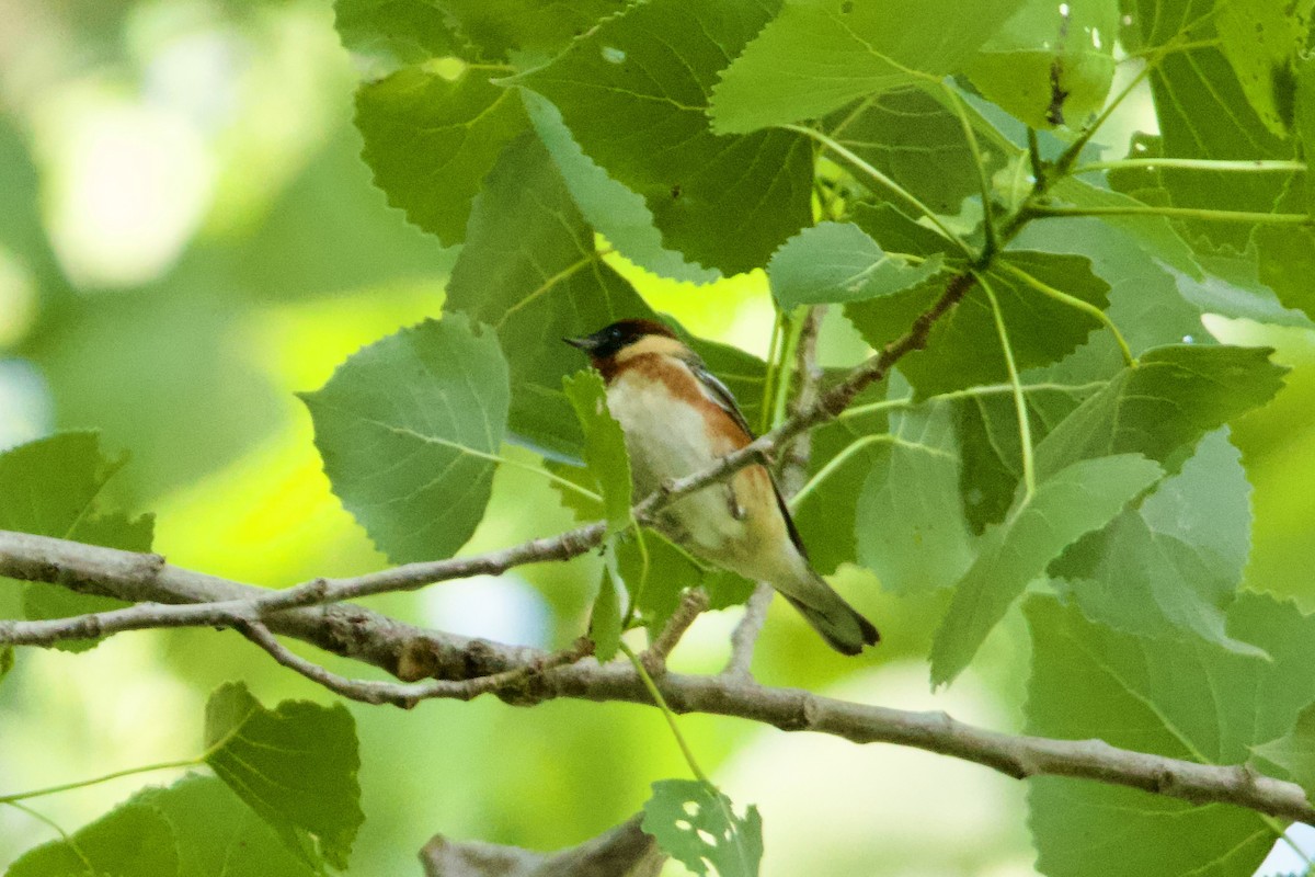 Bay-breasted Warbler - John Webster