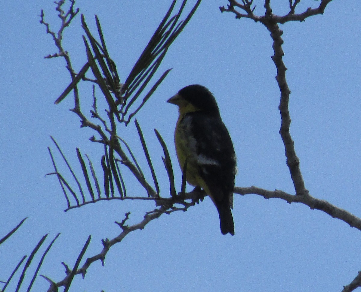 Lesser Goldfinch - ML618862703