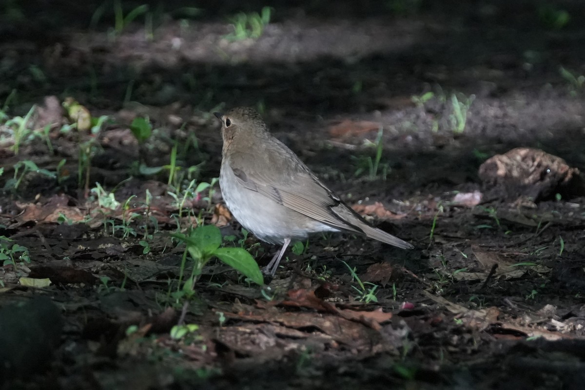 Swainson's Thrush - Matt Myers