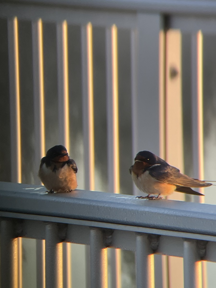 Barn Swallow - Christopher Cloutier