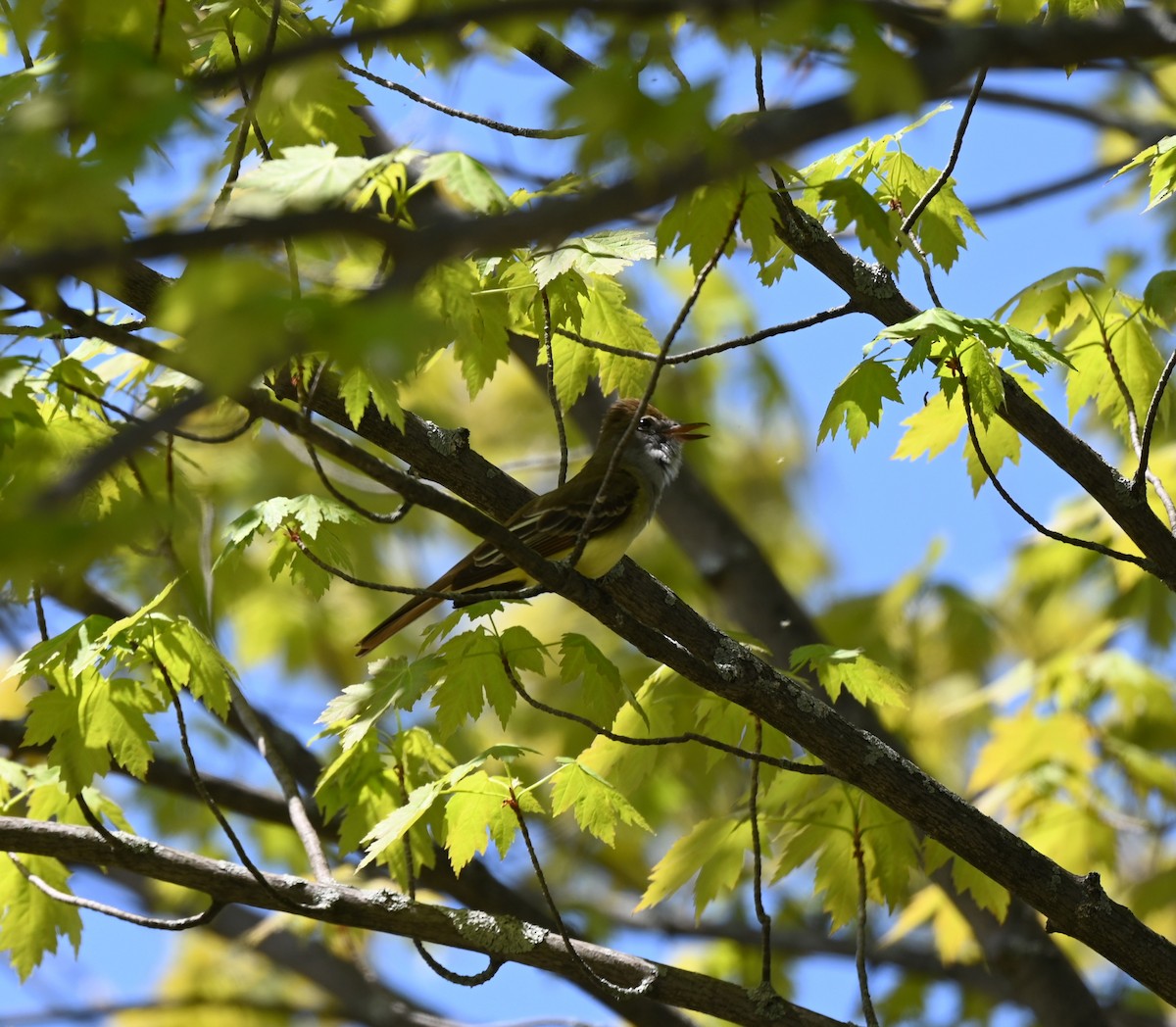 Great Crested Flycatcher - Julie Mergl