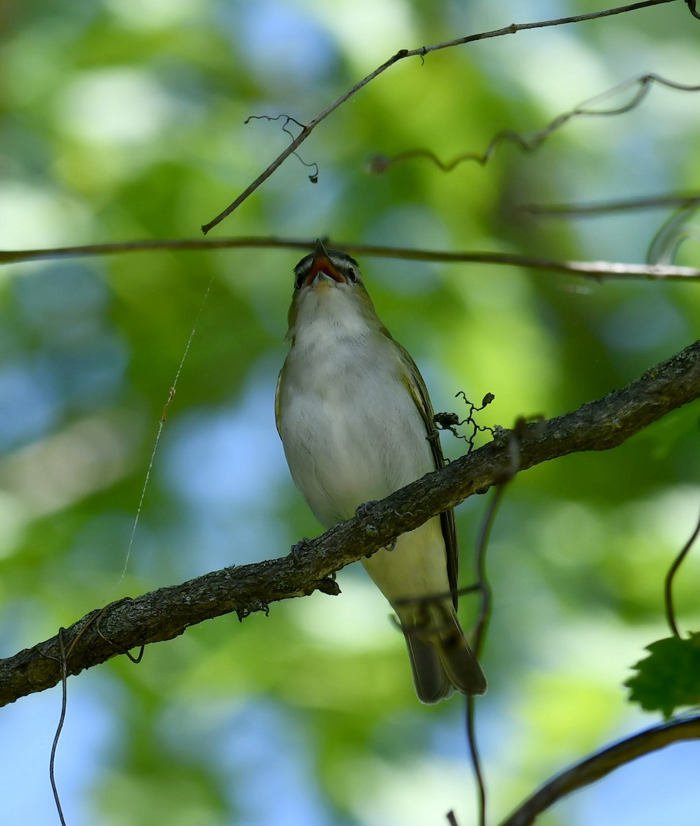 Red-eyed Vireo - M Huston