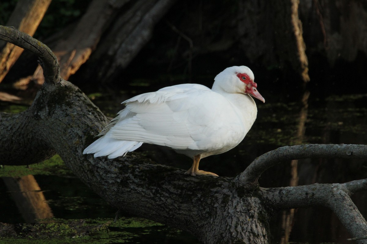 Muscovy Duck (Domestic type) - Rodney Strayer