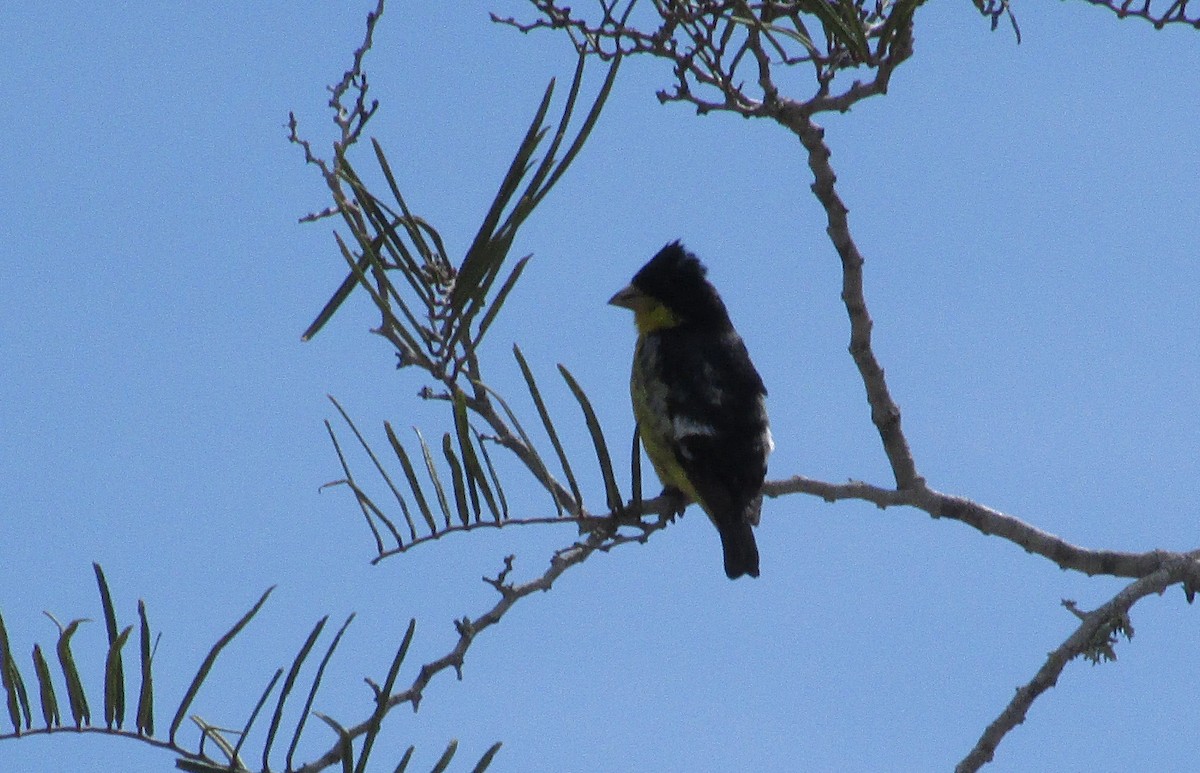 Lesser Goldfinch - Eduardo Freitez Gassán