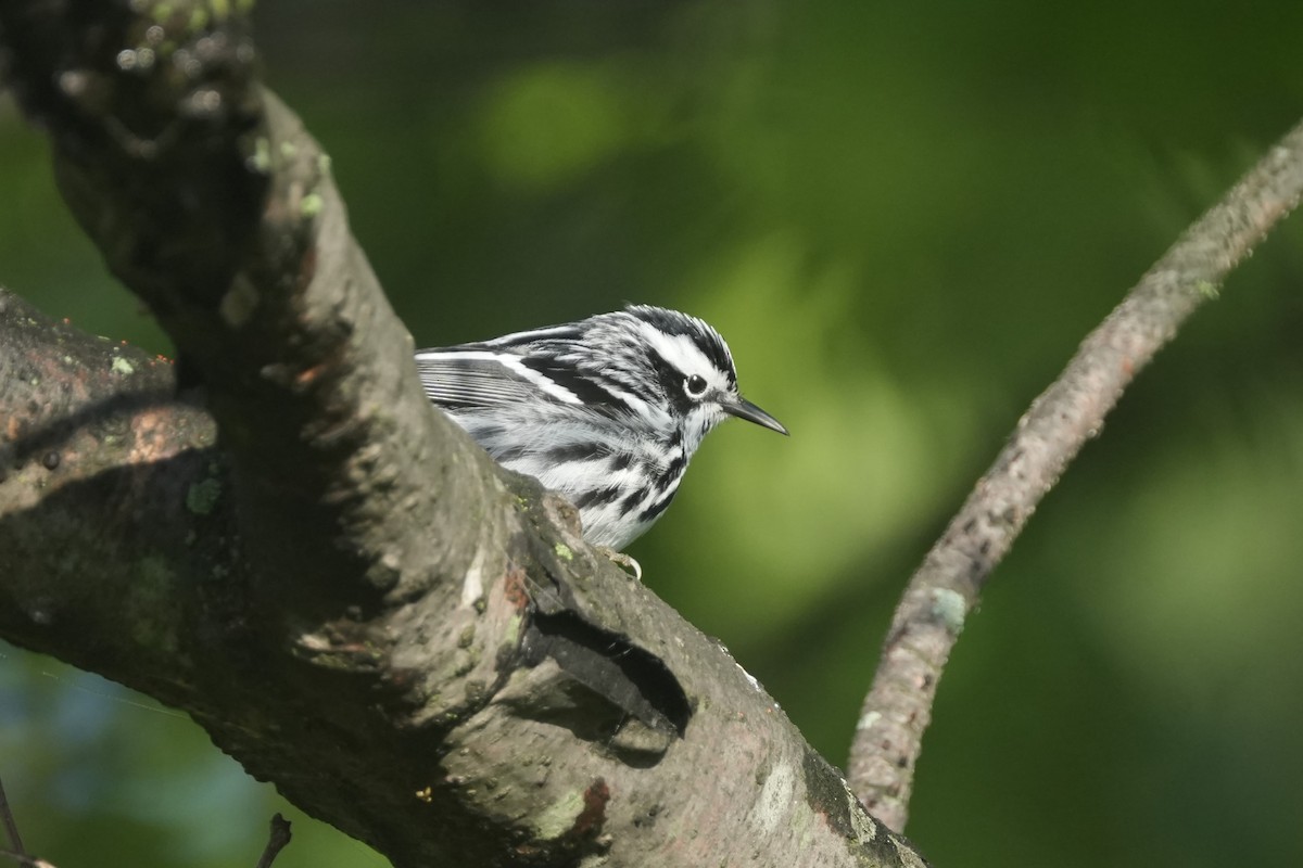 Black-and-white Warbler - ML618862744