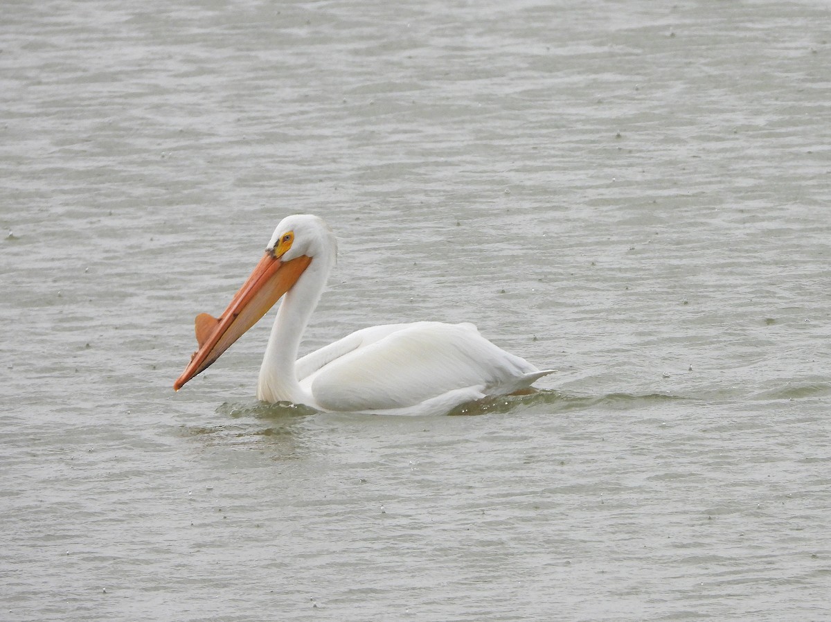 American White Pelican - Glenn Pearson