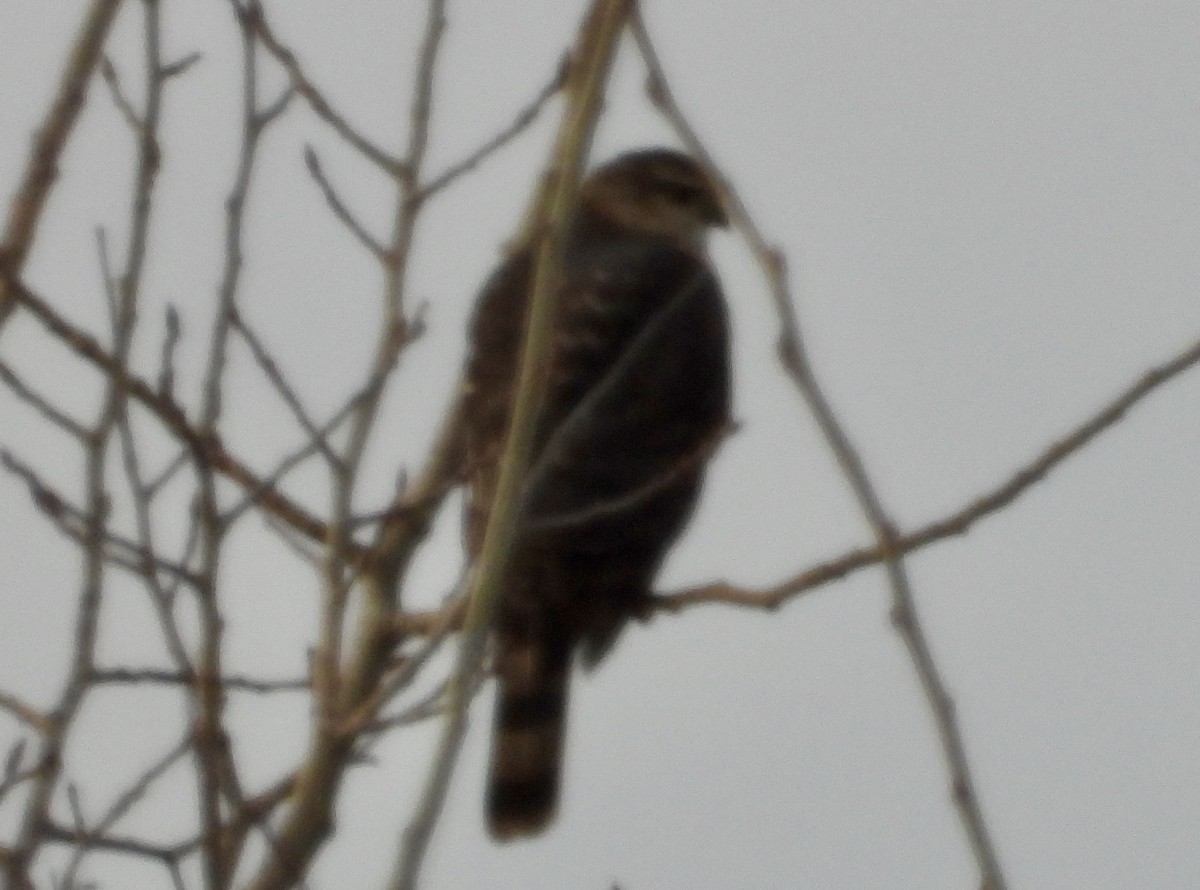 Sharp-shinned Hawk - Sophie Bourdages