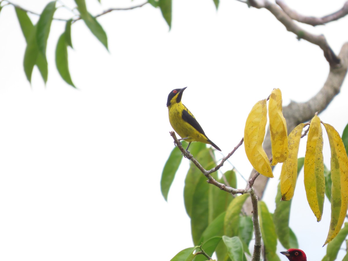 Yellow-bellied Dacnis - Juan walter Lomas pacaya