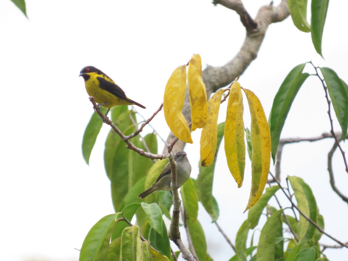 Yellow-bellied Dacnis - ML618862750