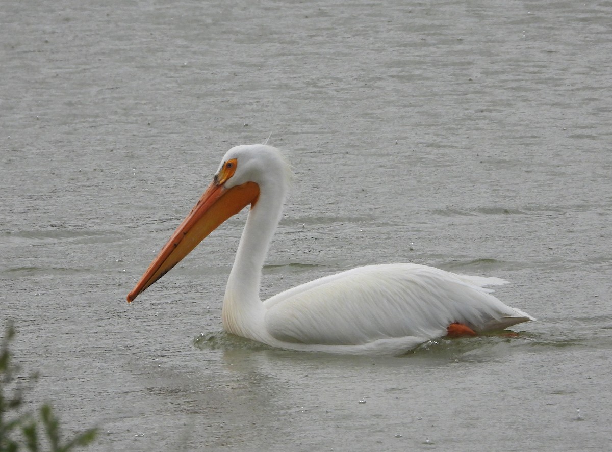 American White Pelican - Glenn Pearson