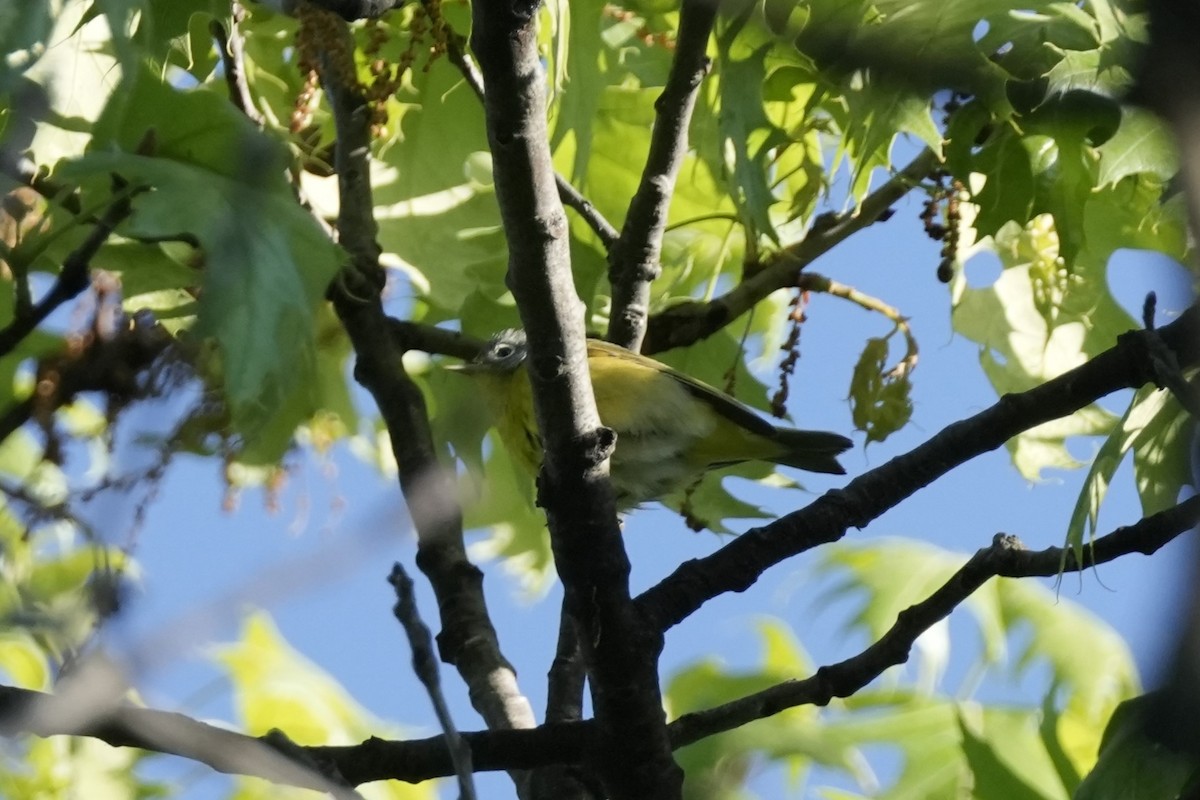 Nashville Warbler - Matt Myers