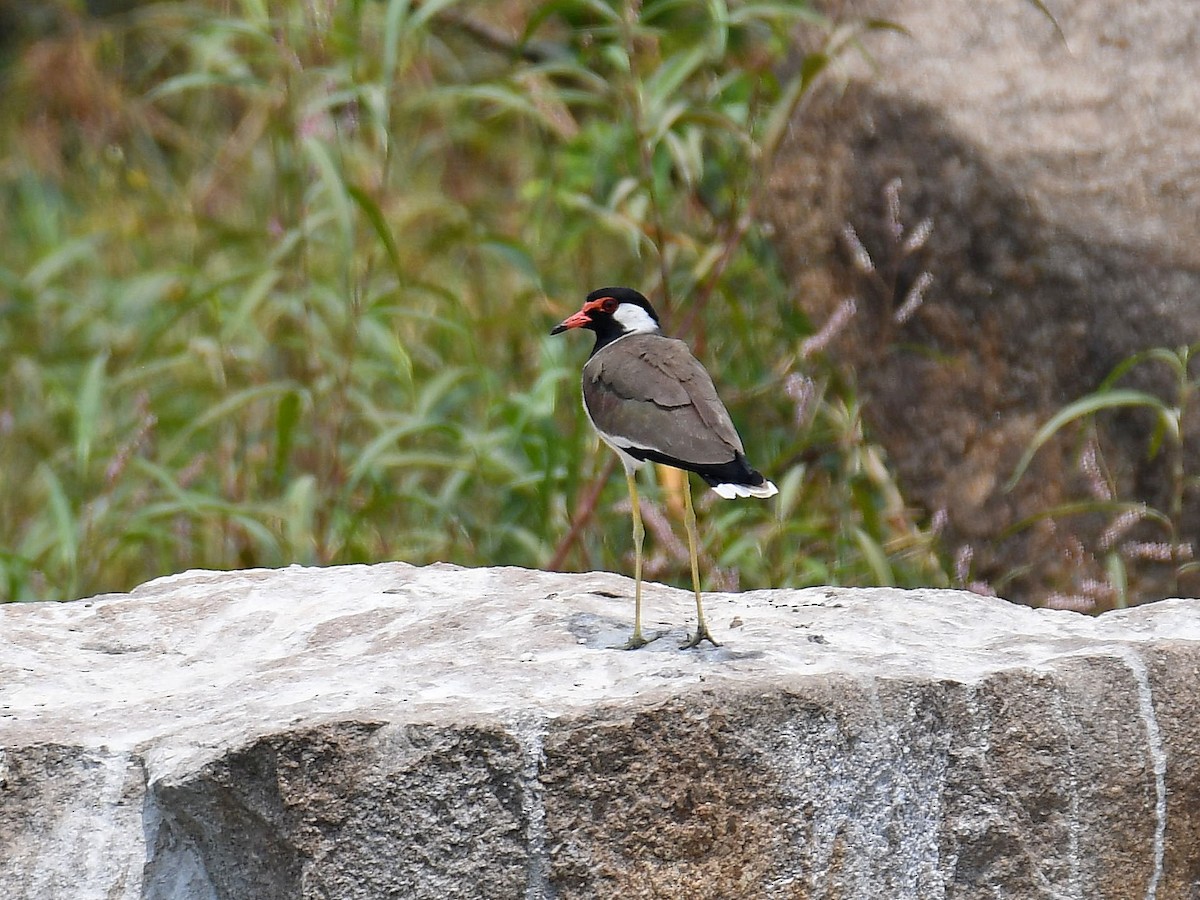 Red-wattled Lapwing - Alex Rogers